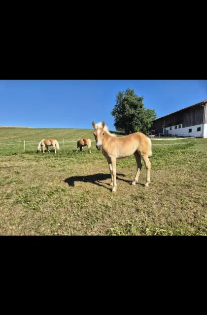 Haflinger Stutfohlen