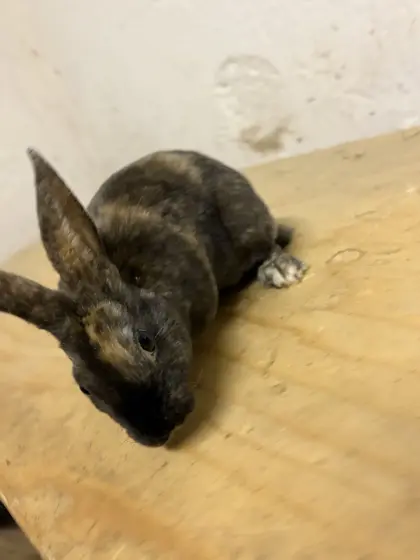 Mini Rex Hasen