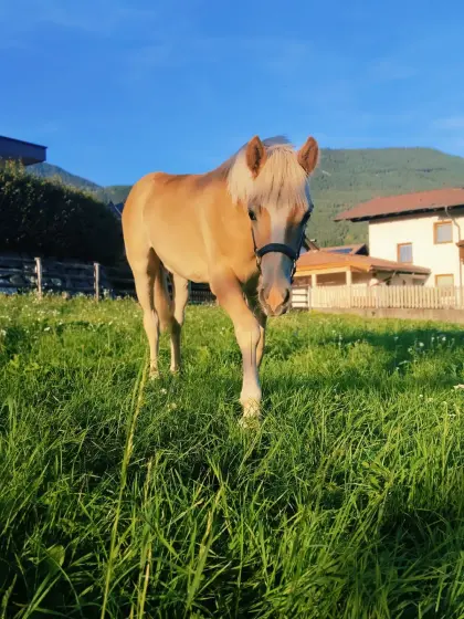 Haflinger Hengstfohlen