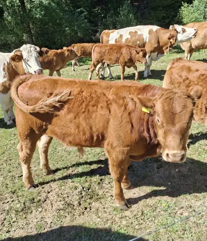 FL + LI Stier