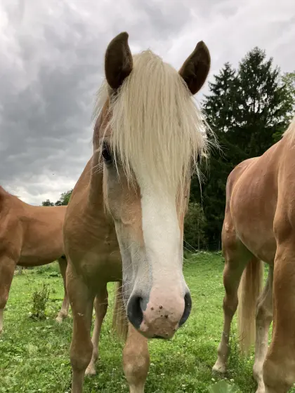 Haflinger mit toller Ausstrahlung zum Verkauf