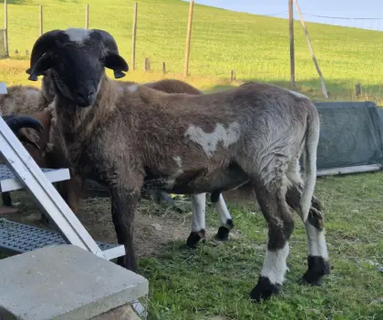 Schafbock