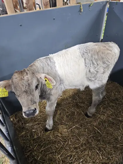 Gurt-Stierkalb