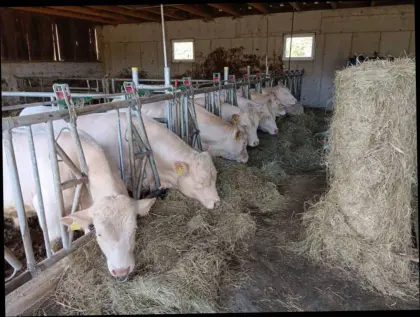 Charolais