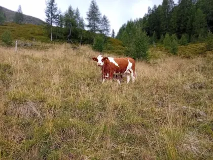 Mutterkuh mit Kuh-Kalb zu verkaufen
