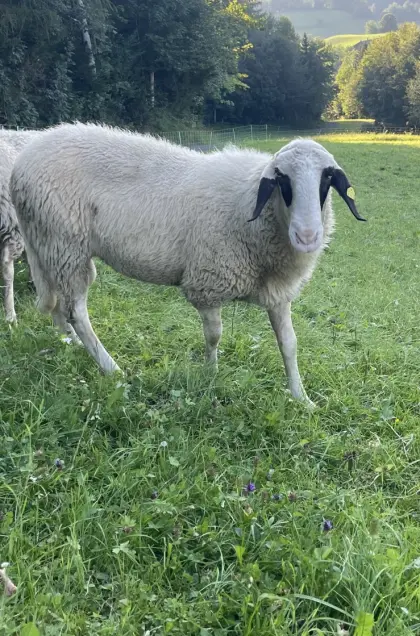 Brillenschafbock
