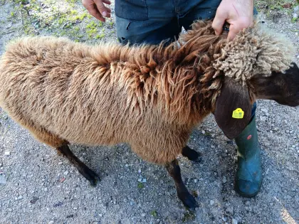 Bio braunes Bergschaf, 4 Kälber, 1x Mutterschaf