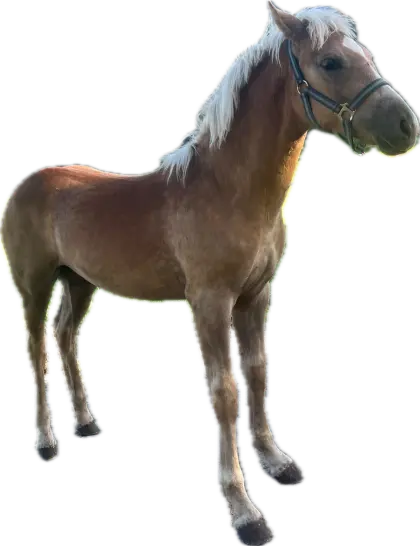 Waldmeister Haflinger-Hengst-Fohlen