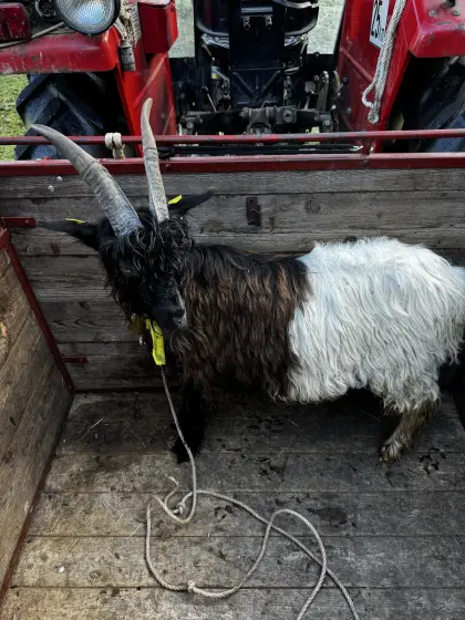 Bio Walliser Schwarzhalsziegenbock