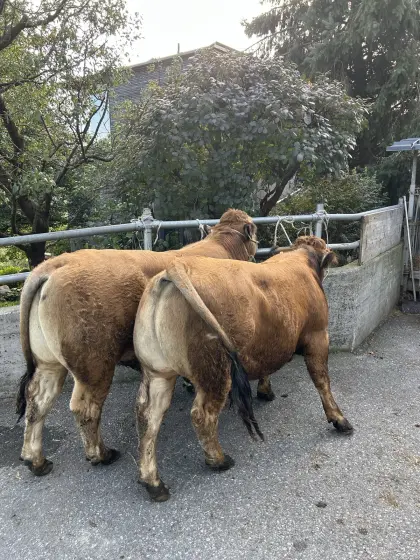 Aubrac-Zuchtstiere zu verkaufen.