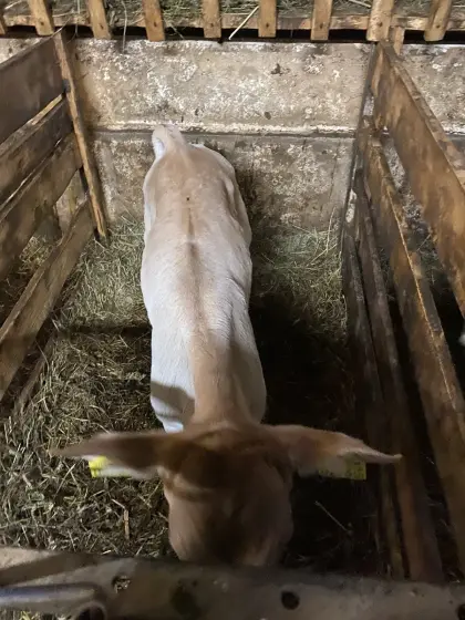 2 Bio BV Kalb