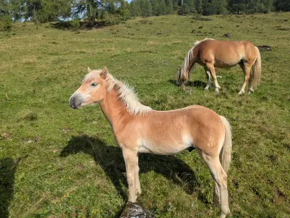 Samson, Hengstfohlen, Sommerhit x Vis a Vis (MV Wolfgang)