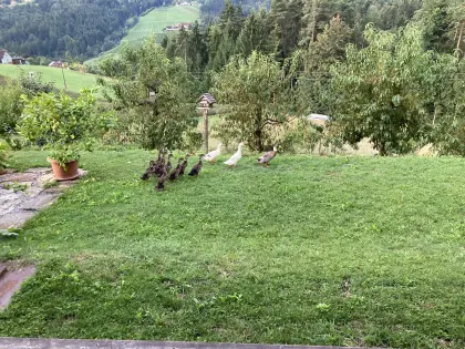 Laufenten abzugeben.