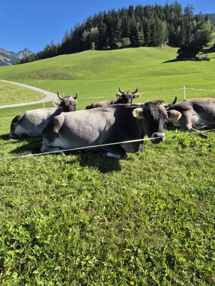 Tiroler Grauviehkuh Milchkuh
