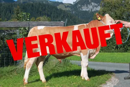 Fleckvieh-Zuchtstier zu verkaufen