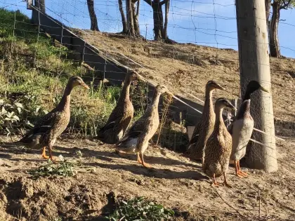 Verkaufe Laufenten