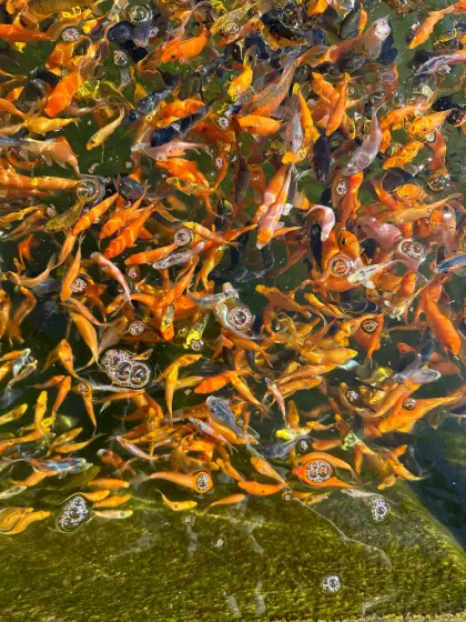 250, 500 Koi 6-10 cm weiß, gelb, orange, grau, schwarz