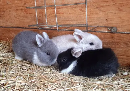 Zwergkaninchen