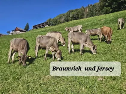 Braunvieh und Jersey zu verkaufen, 12 bis 24 Monate