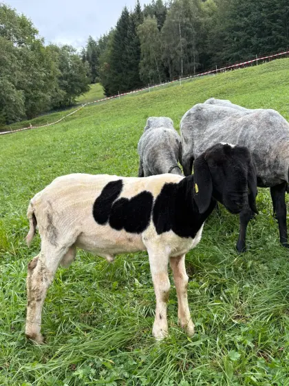 Tscheggen-Jungwidder