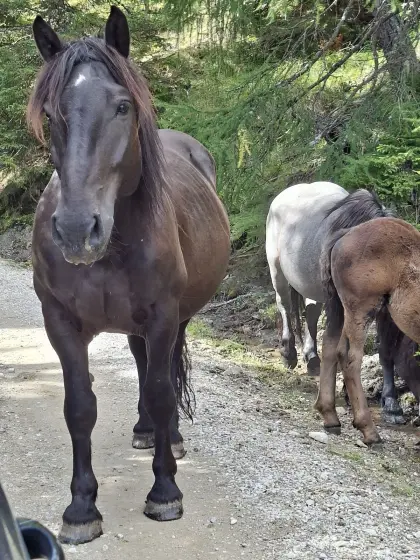 Mirabella, Noriker Stute