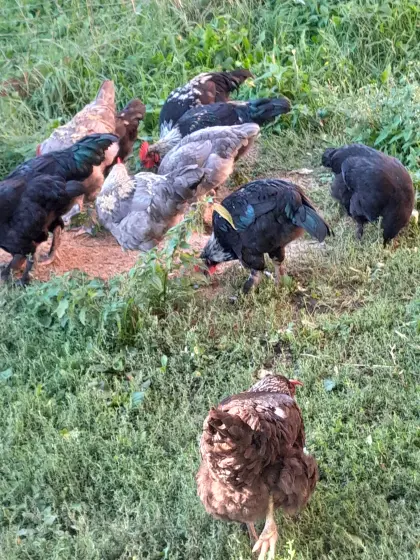 Marans-Hühner