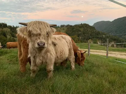Hochlandrinder-Stier Bio