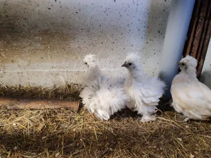 Seidenhuhn-Struphuhn-Mischlinge