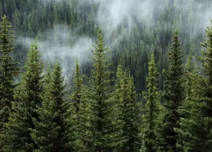 Suche Wald