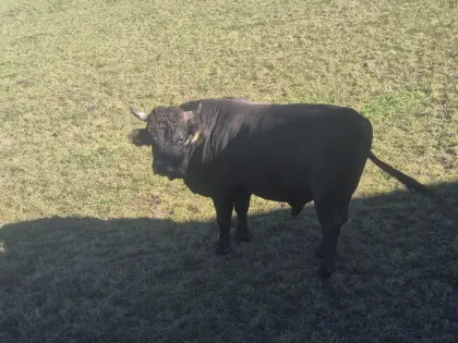 Stier