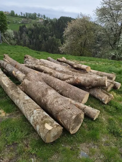 Eschenrundholz wintergeschlägert
