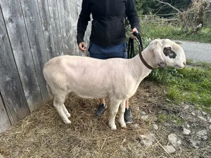 1B Zuchtwidder Brillenschaf