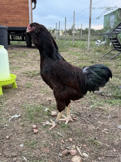 Orloff Mahagoni