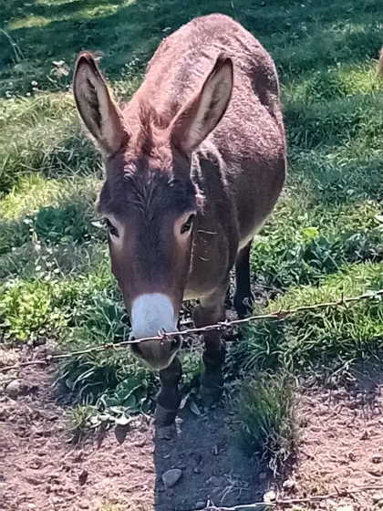 Zwergesel-Hengst