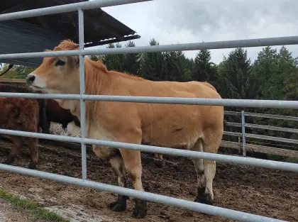 Aubrac-Kalb W