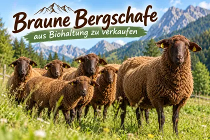 Braune Bergschafe aus Biohaltung zu verkaufen