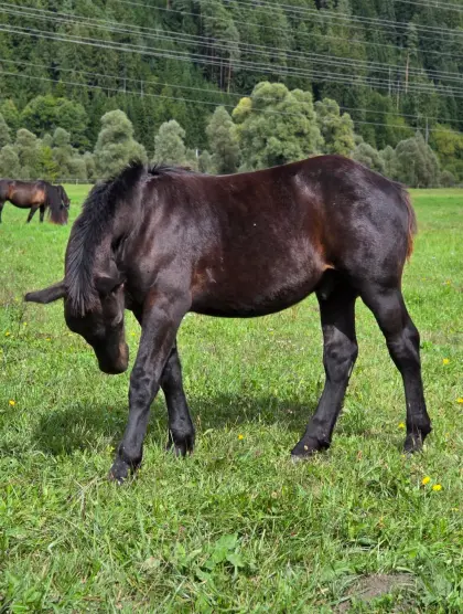 Wilderer Nero XVI, Noriker Rapp Hengstfohlen zu verkaufen