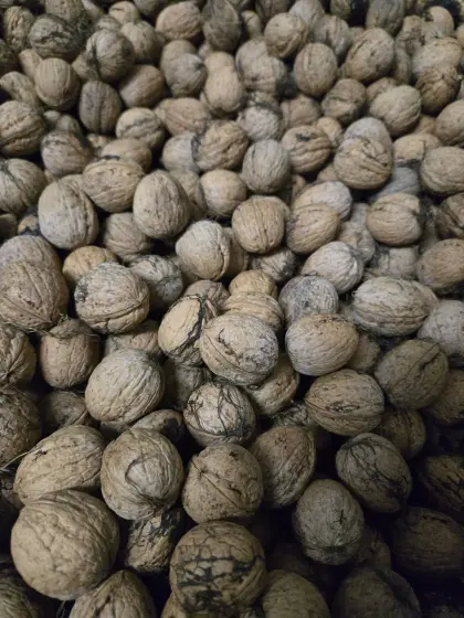 Walnüsse je 2 kg Säcke