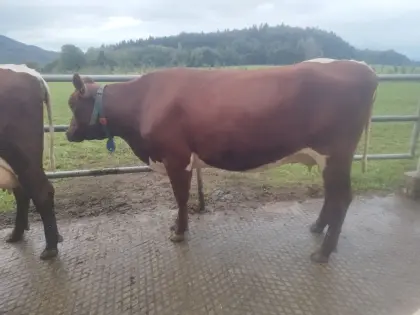 Pinzgauer x Red Holstein