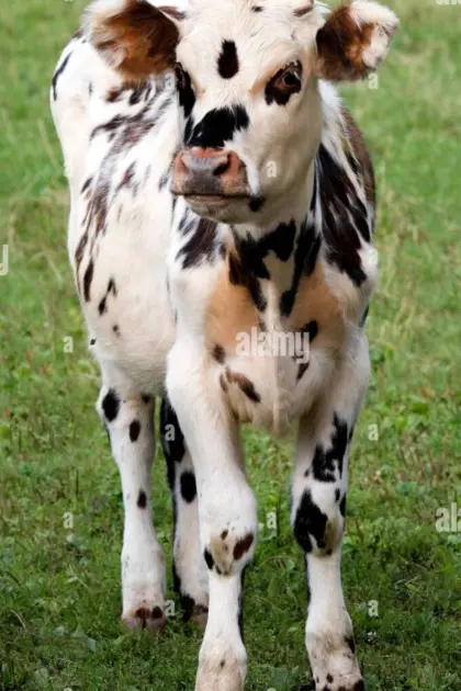 Suche Normande Kalb weiblich