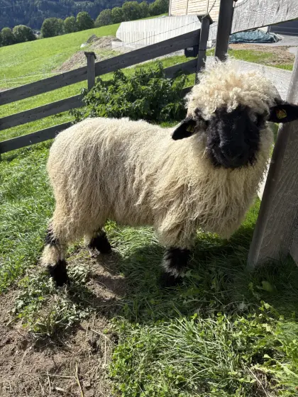 Walliserwidder