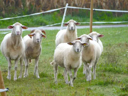 Reinrassige böhmische Waldschafherde (8 Schafe)