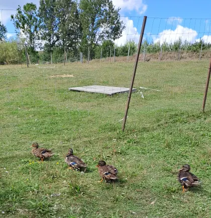 Stockenten