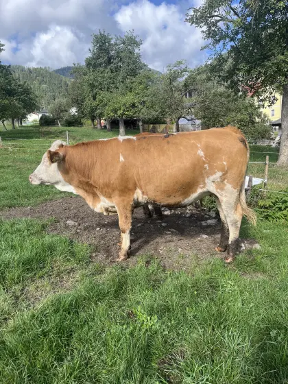 Bio FV Kalbin hochträchtig