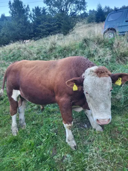 FV Stier