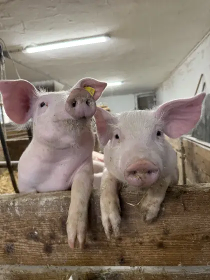 Ferkel zu verkaufen