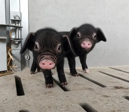 Microschweine und chinesische Maskenschweine, Vierhornziegen