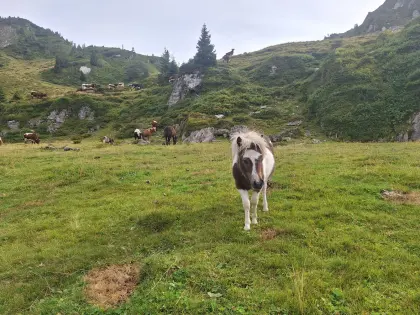 Shetlandpony Stutfohlen