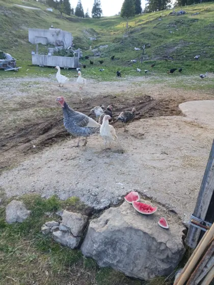 Puten