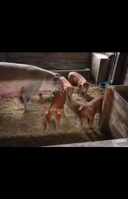 Duroc-Ferkel